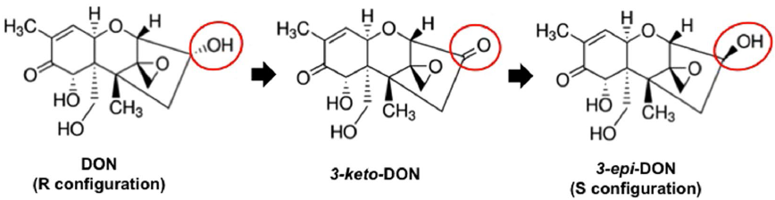 Chemical transformations of aflatoxin B1 and ochratoxin A