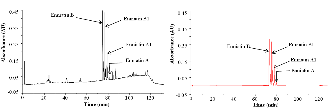 Purification of enniatins