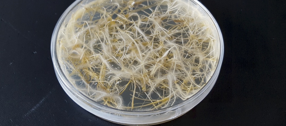Image: Karlovsky lab: Hairy root cultures of Zana Jamal Kareem