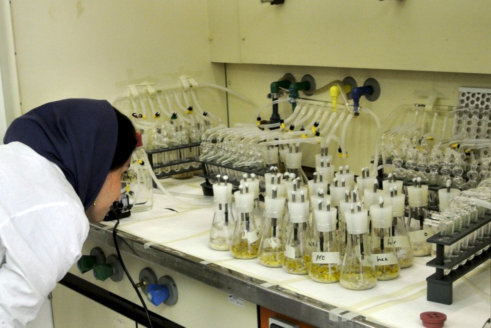Image: Karlovsky Lab: Somayeeh examining fungal colonization of maize kernels in defined atmosphere